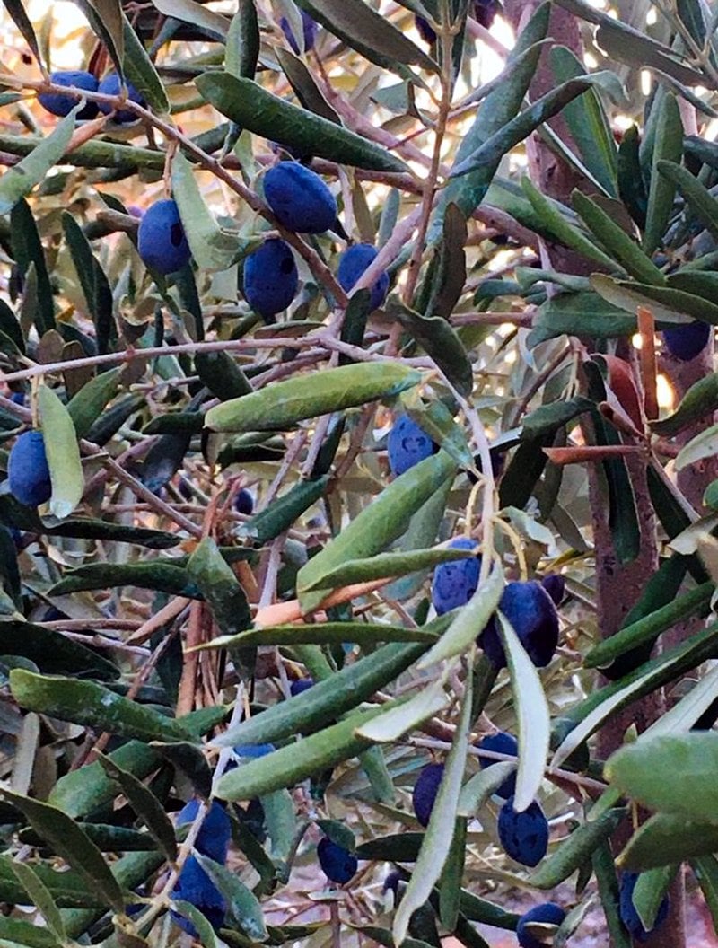 Bozcaada’nın güneşi ve rüzgarlarıyla <span>büyüyoruz.</span> 